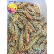 Langostino de Sanlucar Extra