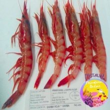 Gamba roja fresca Pequeña