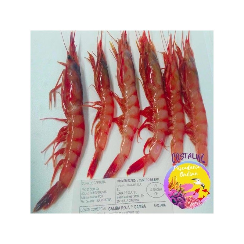 Gamba roja fresca Pequeña