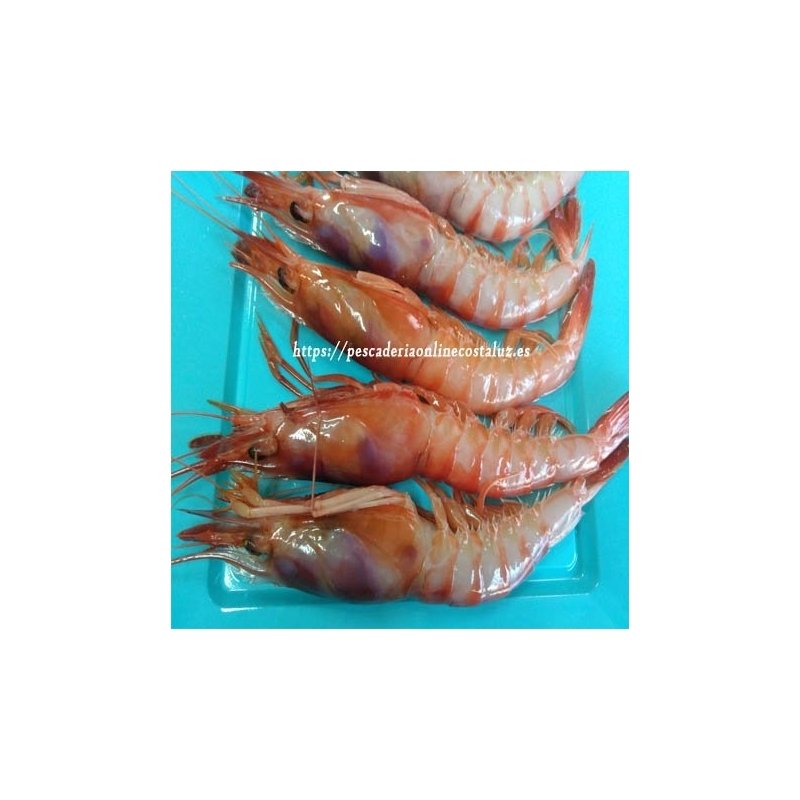 Gamba roja fresca Mediana