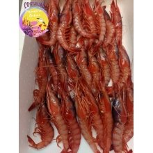 Gamba roja fresca extra