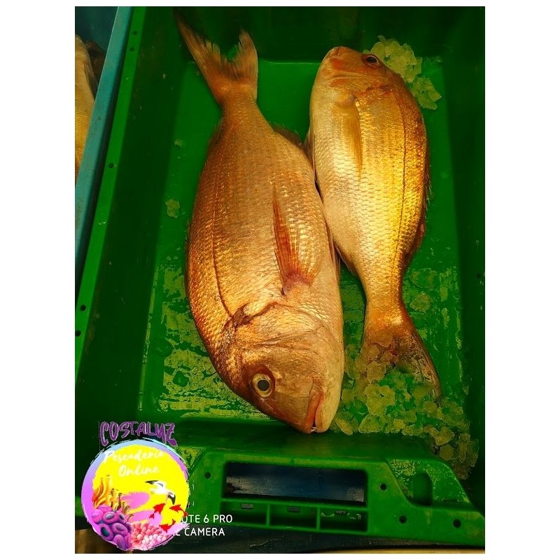 Pargo de Huelva 1 kg