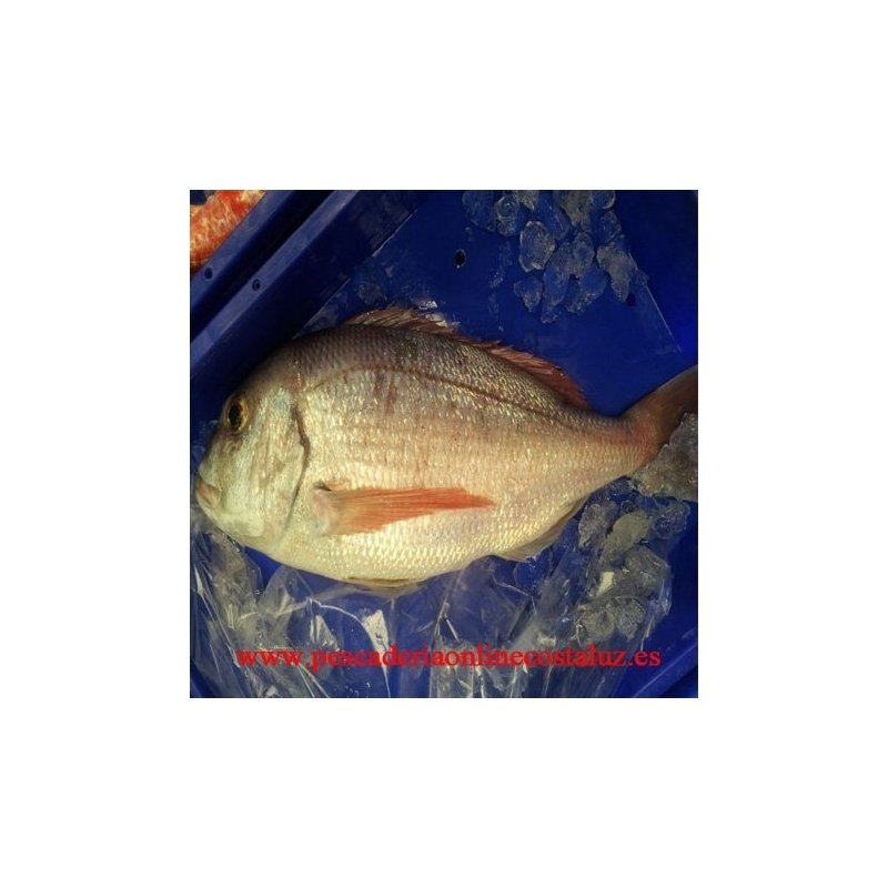 Pargo de Huelva 2 kg