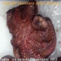 Pulpo cocido a domicilio (Extra tierno)