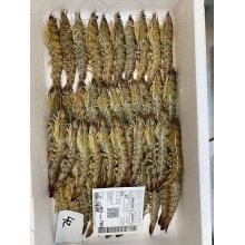 Langostino de Sanlucar gordo