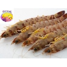 Langostino de Sanlucar gordo