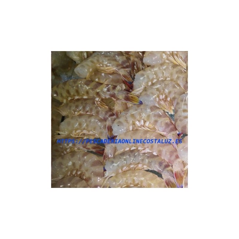 Langostino roto (Medianos)