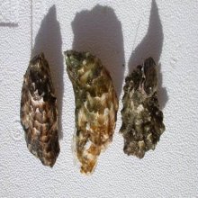 Ostras de Huelva 10 und