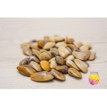 Coquina Mediana viva de Huelva