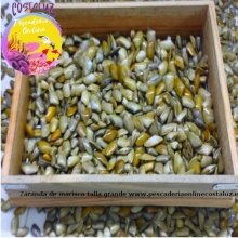 Coquinas o tellinas XL 4 CM