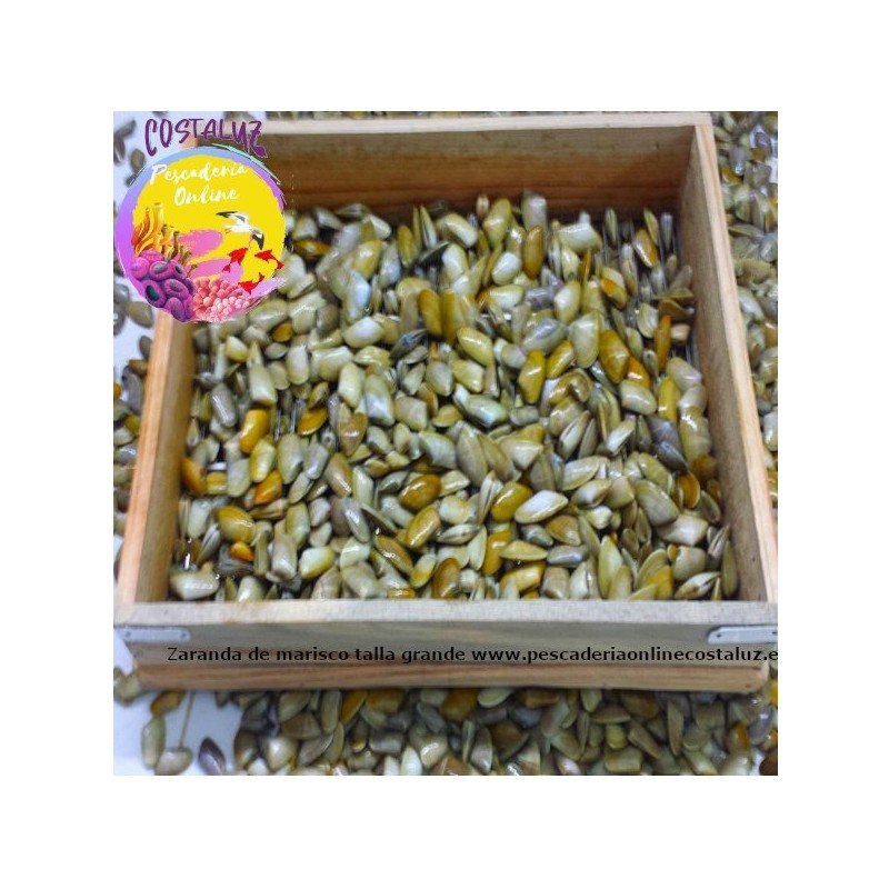 Coquinas o tellinas XL 4 CM