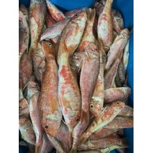 Salmonetes Pequeños