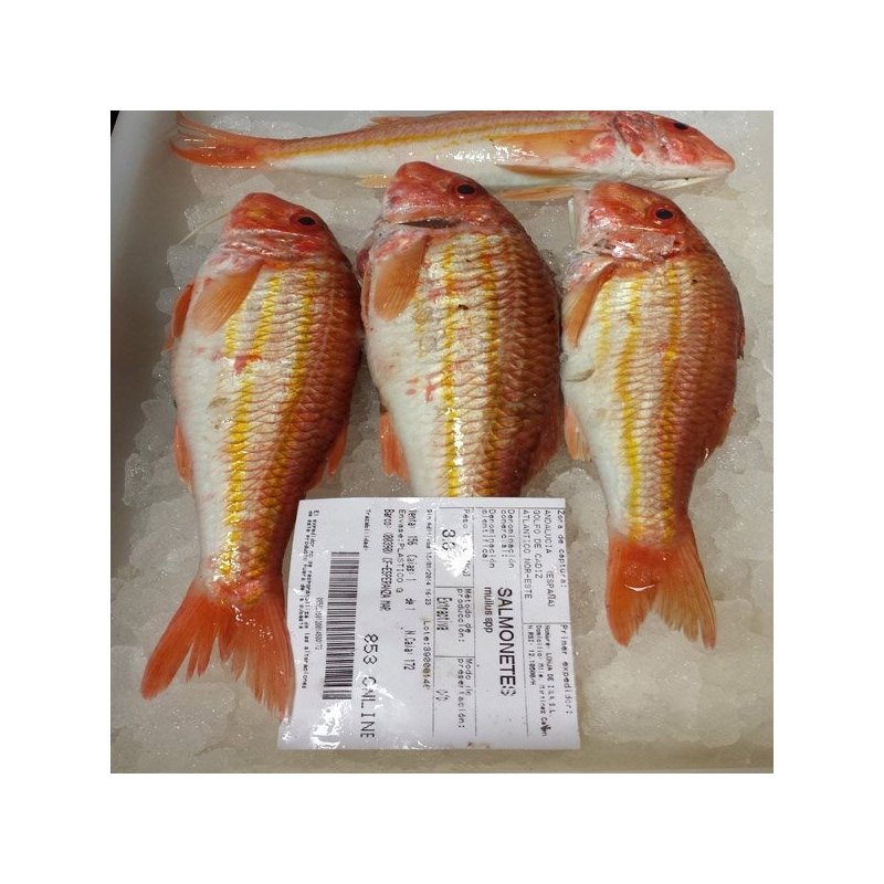 salmonetes de roca  grandes