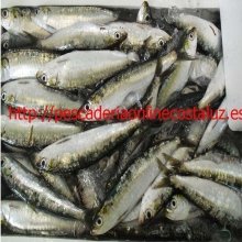 Sardina Iberica parrocha