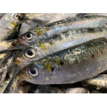 Sardinas Iberica de Huelva grandes