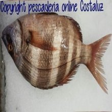 Sargo real fresco grandes