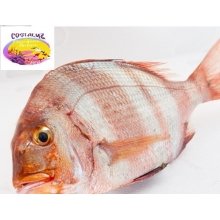 Urtas para Horno