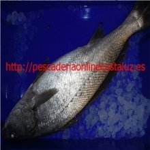 Corvinas de 1kg a 1