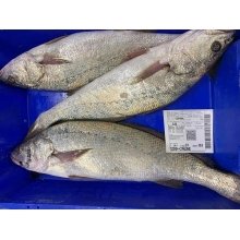 Corvinas de 2 kilos a 4 kilos