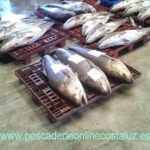 Corvina grande