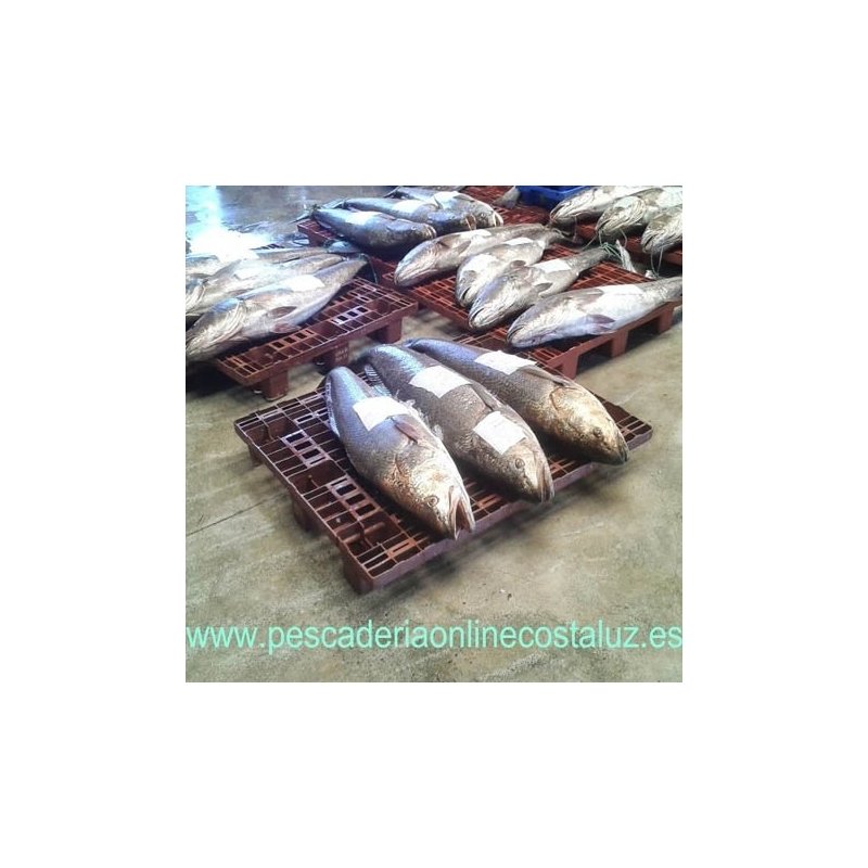 Corvina grande