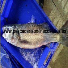 Lubinas extra (Pescada con anzuelo)