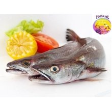 Pescadilla fresca o pescada