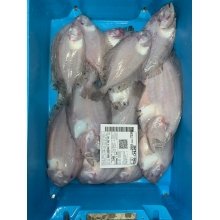 Pez Gallo plano Medianos