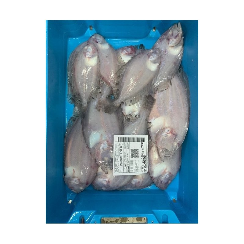 Pez Gallo plano Medianos