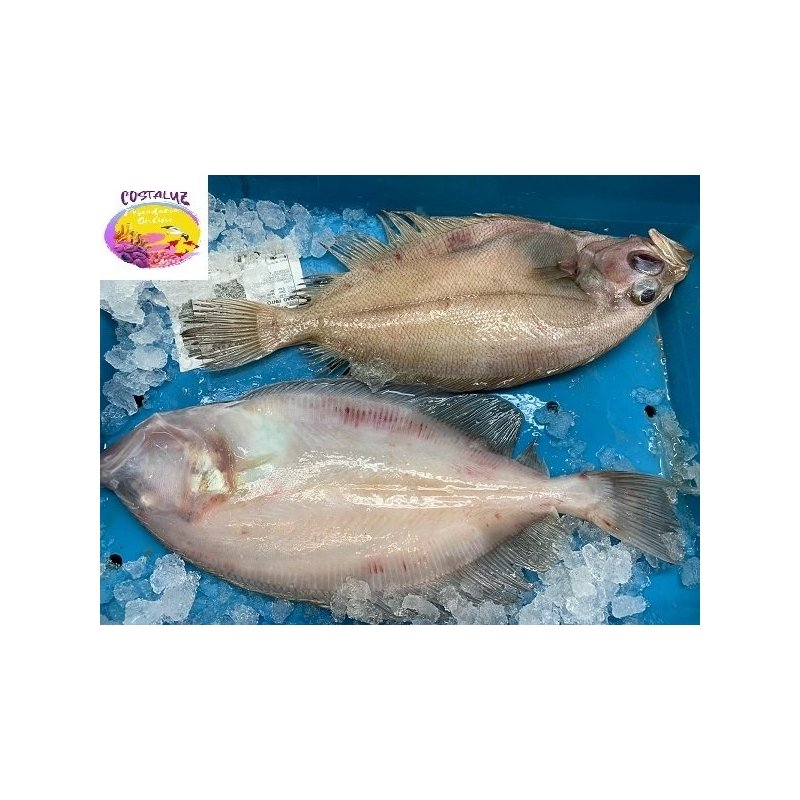 Pez gallo plano Grandes