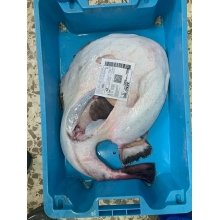 Rape mediano 2 a 3 kg