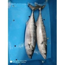 Bonito del sur a domicilio