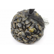 Almeja fina de Huelva