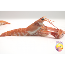 Cigalas de Huelva pequeñas