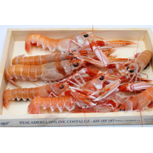 Cigalas de Huelva medianas