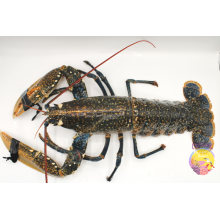 Bogavante de Huelva talla M